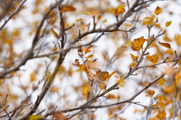 Herbstinspiration, Vaglaskogur, Island