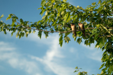 Two love birds on a branch