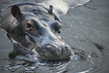 Naklejka premium hipopotamo