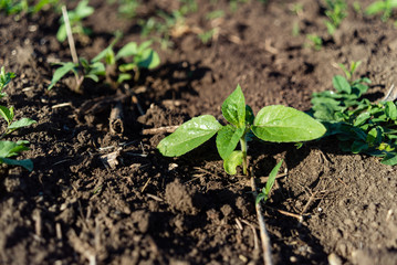 Sunflower seedling green small grew from ground on field