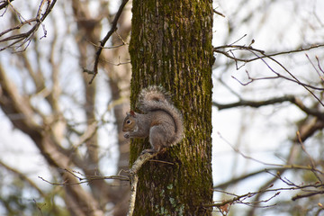 Squirrel Eating On Branch