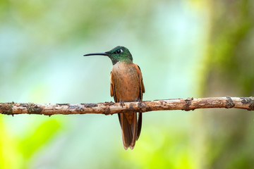 Fawn-breasted Brilliant Hummingbird (Heliodoxa rubinoides), Tandayapa Area, Ecuador
