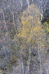 Birke (Betula) im Herbstkleid, Vaglaskogur, Island