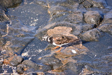 Kentish Plover Water Bird