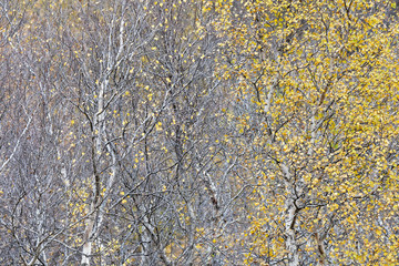 Birke (Betula) im Herbstkleid, Vaglaskogur, Island