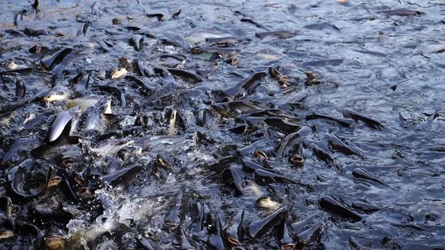 Fish in the river are competing for food. crowded concept.