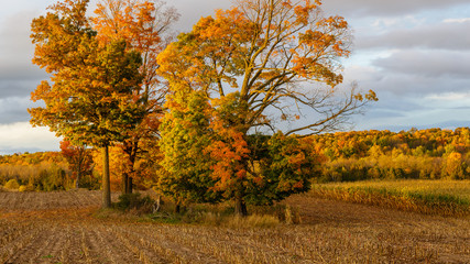 Fototapeta premium Colorful Wisconsin forest next to a harvested corn field in October