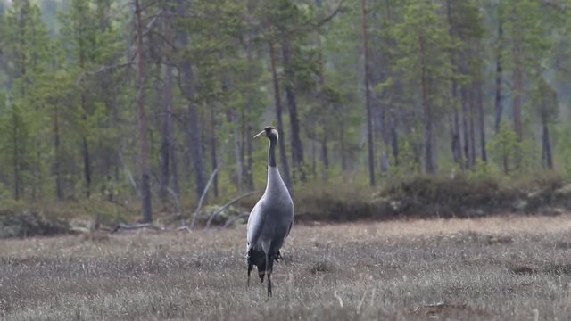 Gray crane (Grus grus) walks in the swamp. Royal bird in Lapland in the conditions of the Scandinavian boreal forests. Nesting habitat of Common crane. Lapland