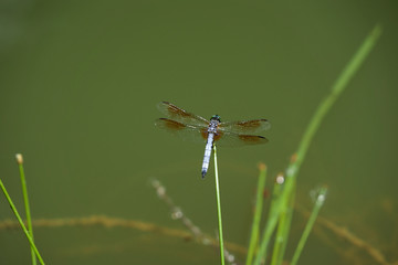dragonfly on grass
