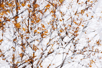 Herbstinspiration, Vaglaskogur, Island