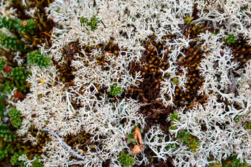 Nature background in shades of cream, white, and pink tinged plant tips, moss, lichen, and tiny green plants