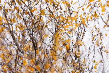 Herbstinspiration, Vaglaskogur, Island