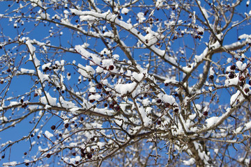 Abstract background of attractive snow covered shrub branches in winter