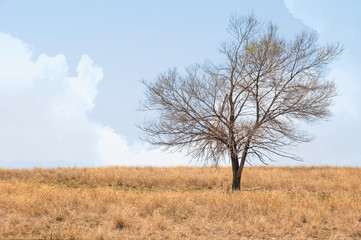 A single tree alone on the prairie