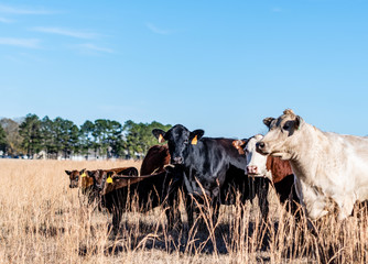 Mixed cattle herd in tall autumn grass
