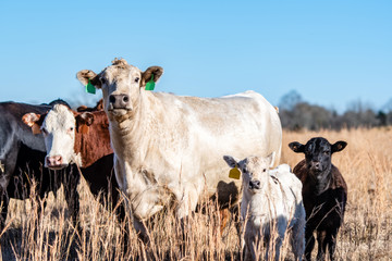 Two cows and two calves in winter pasture