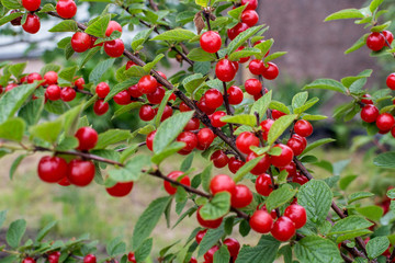 red ripe cherry in the garden