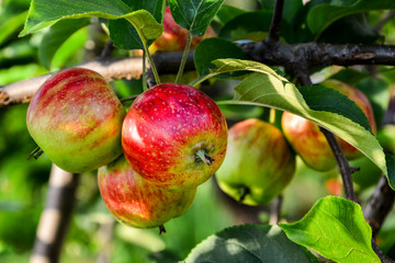 ripe red apples on the branches