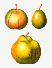 Pear types