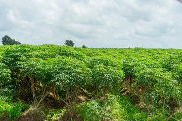 Fototapeta na wymiar Cassava plantation farm with blue sky in a farm