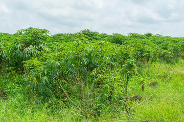 Fototapeta na wymiar Cassava plantation farm with blue sky in a farm