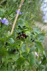 Cerinthe bleu-6