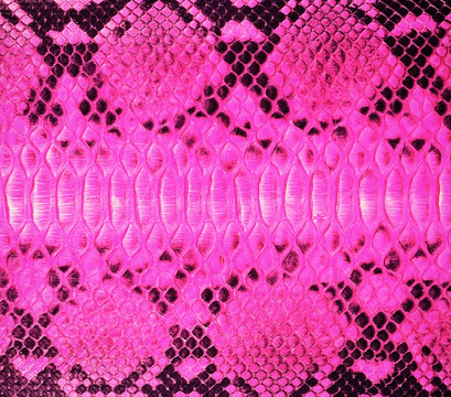 Magenta snake skin background. Animal print texture