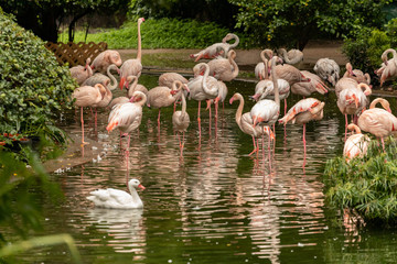 Naklejka premium Flock of pink flamingos bathe at Kowloon Park near Tsim Sha Tsui
