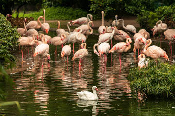 Lone white swan swims in front of pink flamingo flock bathing in pond