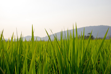 Background of Rice Plantation Field