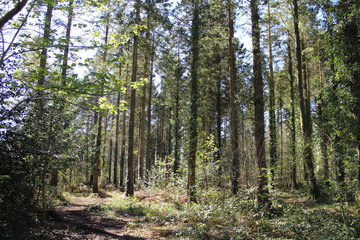 trees in the forest