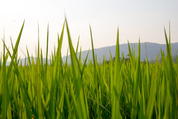 Background of Rice Plantation Field