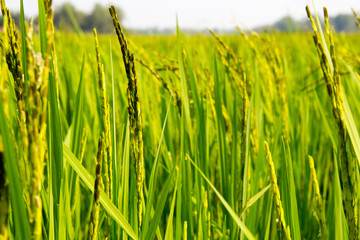 Fototapeta premium Background of Rice Plantation Field