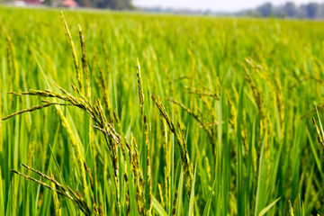 Background of Rice Plantation Field