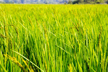 Background of Rice Plantation Field