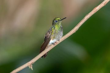 Female Booted Racket-tail Humming Bird (Ocreatus underwoodii), Tandayapa Area, Ecuador