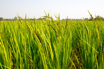 Fototapeta premium Background of Rice Plantation Field