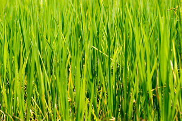 Fototapeta na wymiar Background of Rice Plantation Field