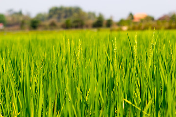 Background of Rice Plantation Field