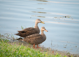 Muscovy duck couple