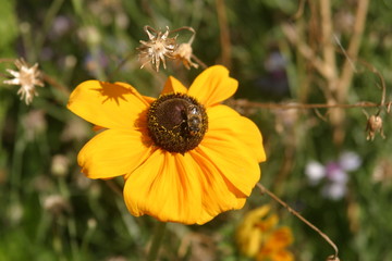 Rudbeckia-4