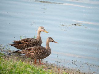 Muscovy duck couple