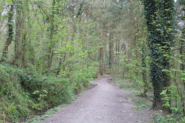 path in forest
