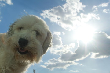 Perrito adorable con el sol y las nubes