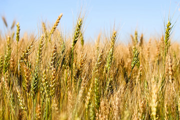 Side view of barley heads in various stages of ripening