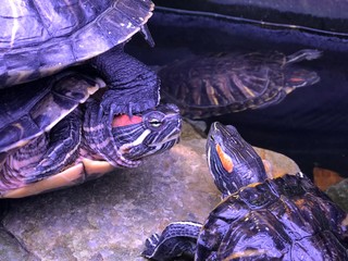 Turtles