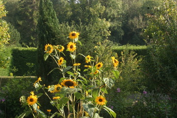 Floraison jardin-10