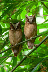 The lovely couple of White-fronted Scops Owl, Beautiful bird in Thailand.
