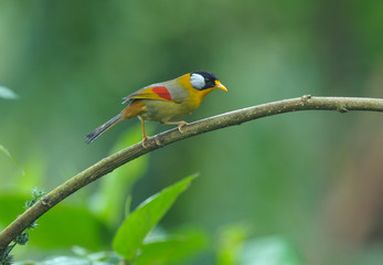 Silver-eared Mesia; Leiothrix argentauris, Beautiful bird in Thailand.