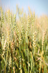 A vertical view of ripening barely heads